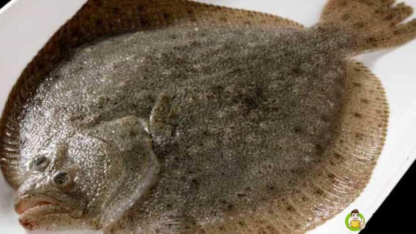 多宝鱼的皮一定要撕吗