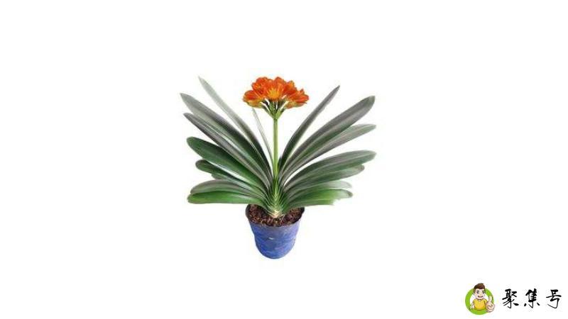 君子兰用高盆还是矮盆