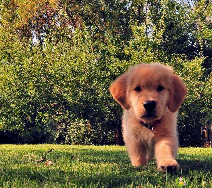 狗狗磨牙棒哪种好