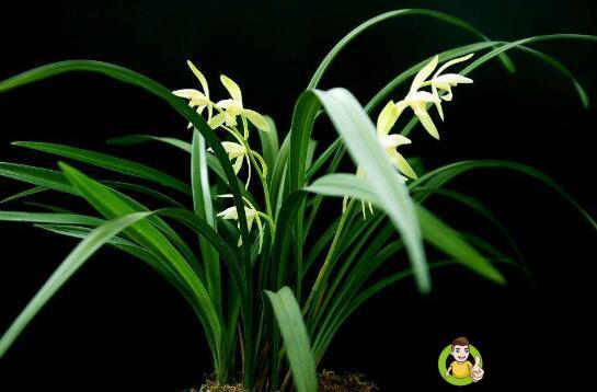 硫酸亚铁能浇兰花吗