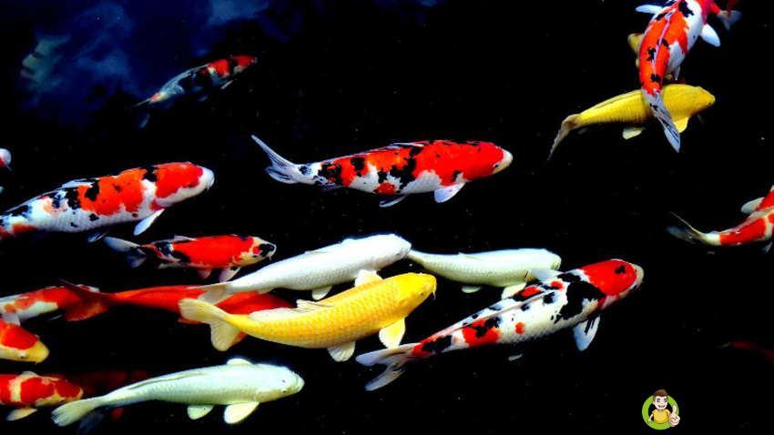 养鱼好吗养几条好