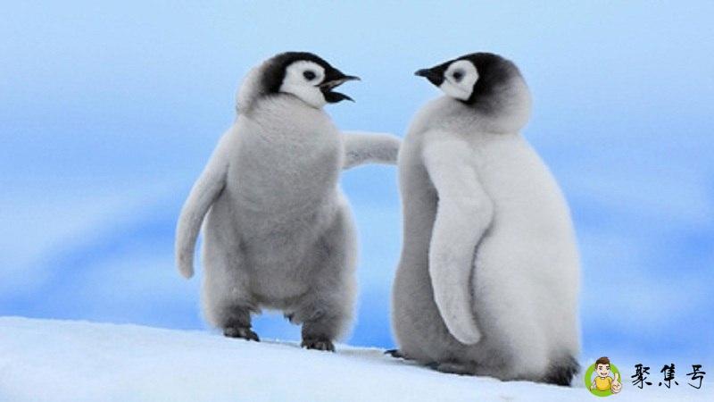 南极代表生物是什么