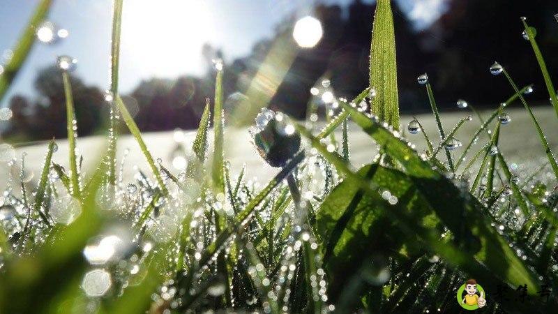 露水指什么生肖