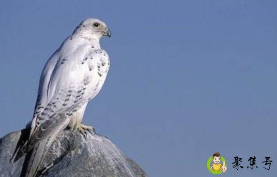 海东青是什么鸟