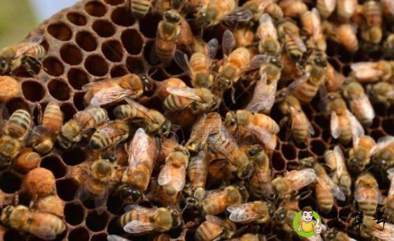 夏天可以人工分蜂吗