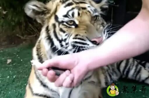 虎年摸虎牙的下一句