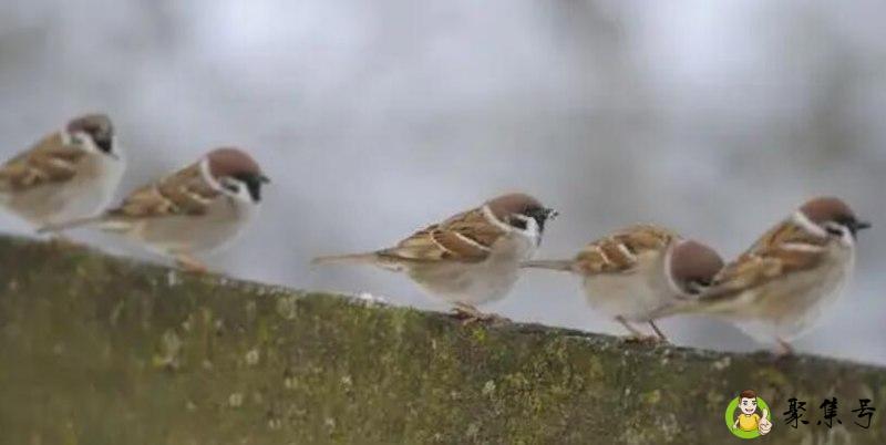 五个麻雀卖二分银子是什么意思