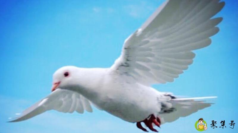 鸽子党什么意思