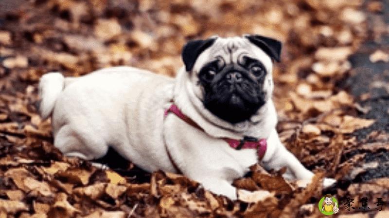 巴哥犬训练方法是什么