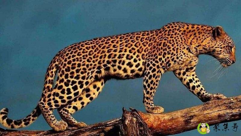 cheetah和leopard区别