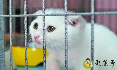 宠物寄养怎么做