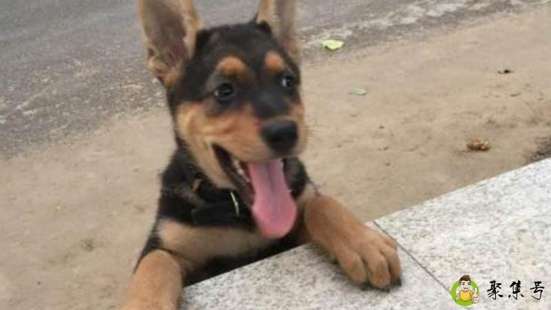 骨骼惊奇的动物是什么生肖