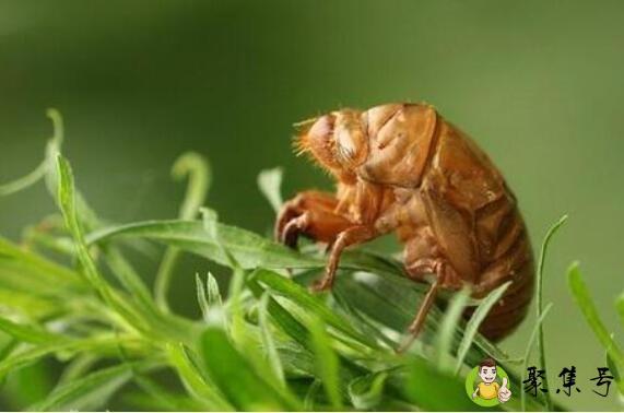 金蝉什么时候出土