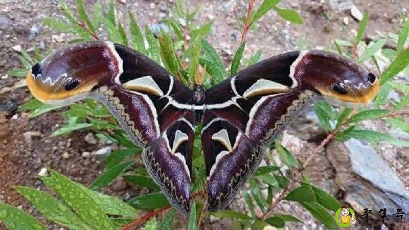 采友是什么意思