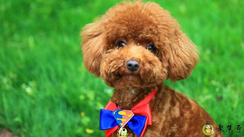 泰迪体重体型对照表有什么作用