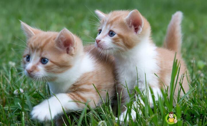 猫铃铛对猫不好吗