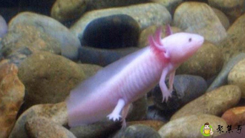 蝾螈冬天怎么样