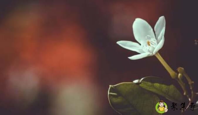 老干部是什么意思