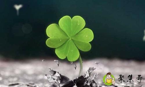 养个小草什么意思