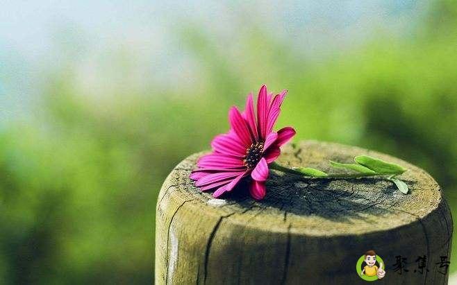 栓释和诠释的区别