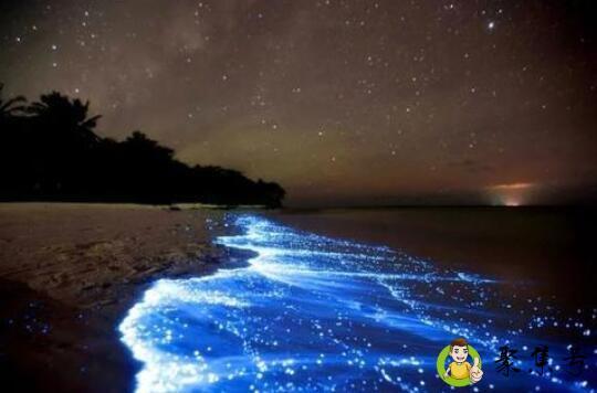 蓝眼泪是什么意思-