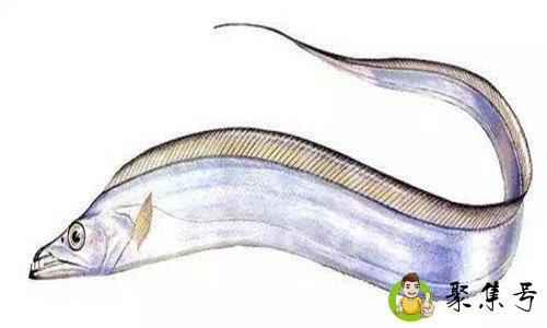 冻带鱼为什么会发红