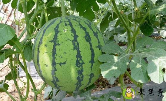 美都和8424的区别