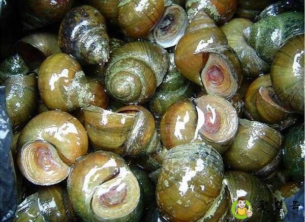 田螺剪了屁股能活多久