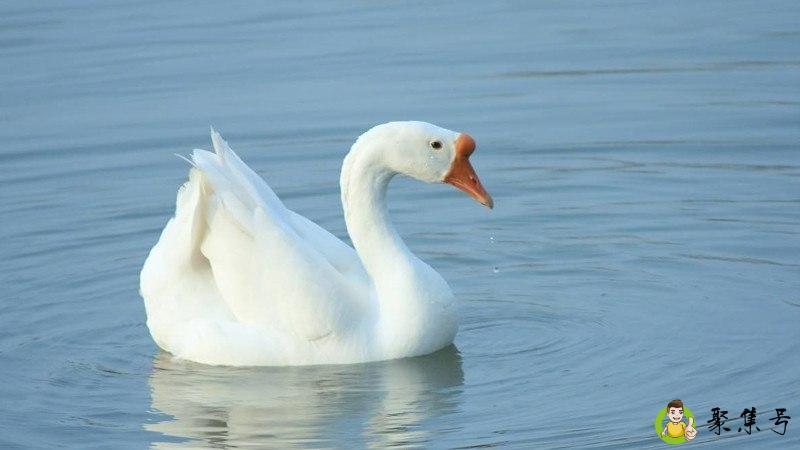 鹅为什么具有攻击性