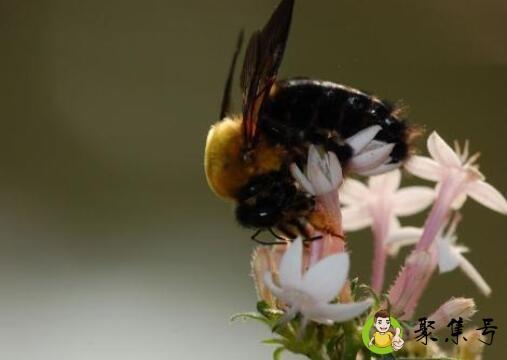 木蜂有毒吗