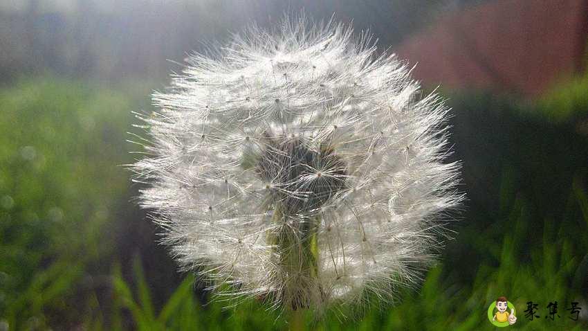 蒲公英晒干泡水注意