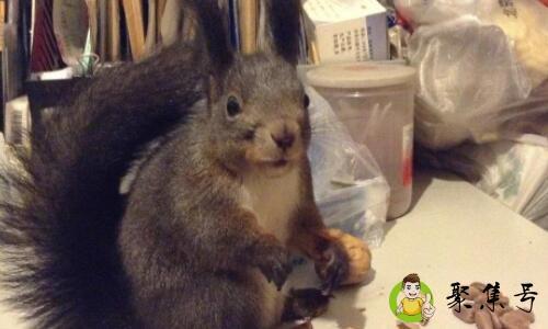 雪地松鼠和魔王松鼠的区别