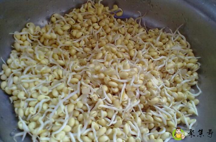 黄豆发芽过程观察日记