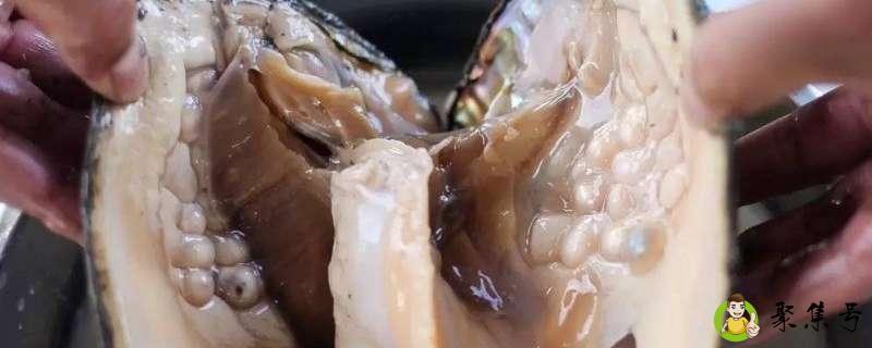 取珍珠时蚌痛苦吗