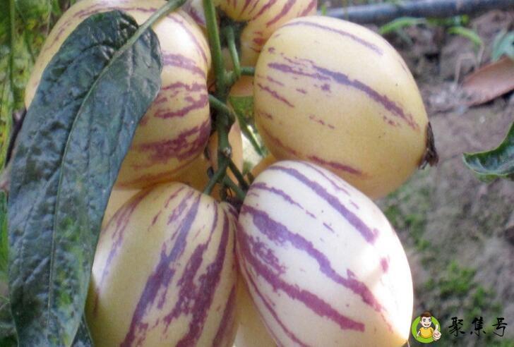 人参果是长在树上还是长在藤上