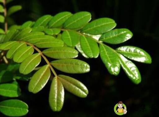 反绿是什么意思