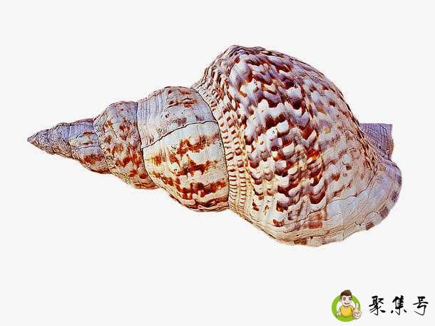 煮熟的海螺吃不完怎么保侟