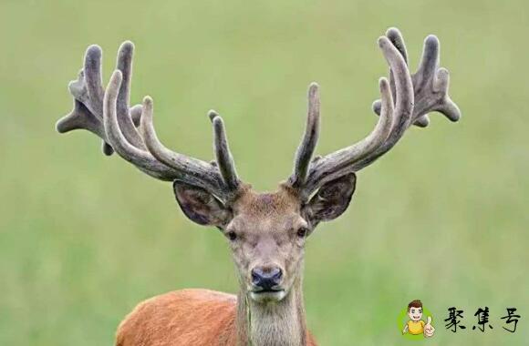 夏至鹿角解是什么意思