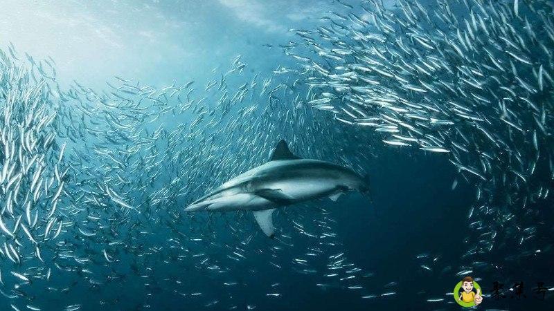 鲨鱼靠什么游动