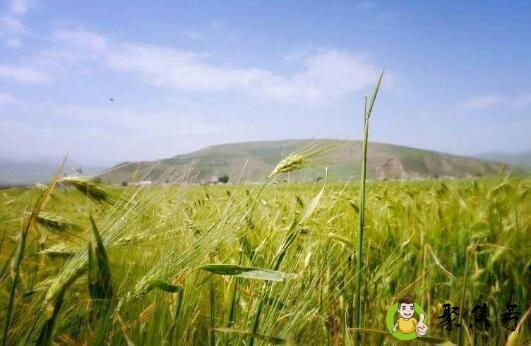 青稞和大麦的区别