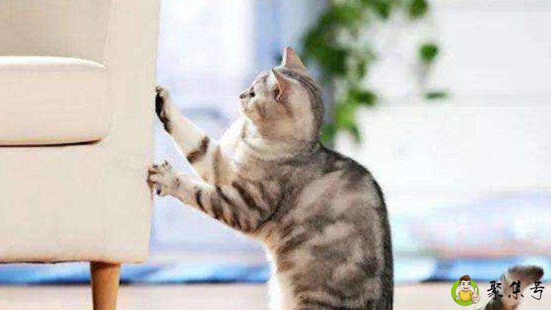 你在爪子是什么意思