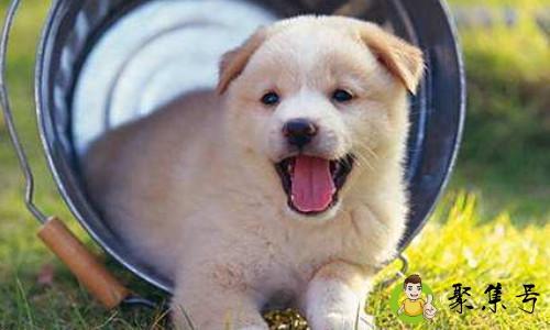 宠物狗疫苗和驱虫的小常识有哪些