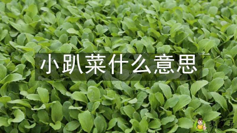 小趴菜什么意思