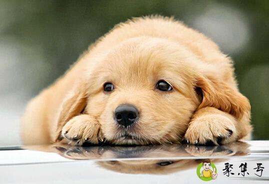 如何训练金毛上厕所