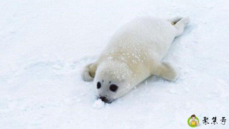 什么动物喜欢扒在墙上