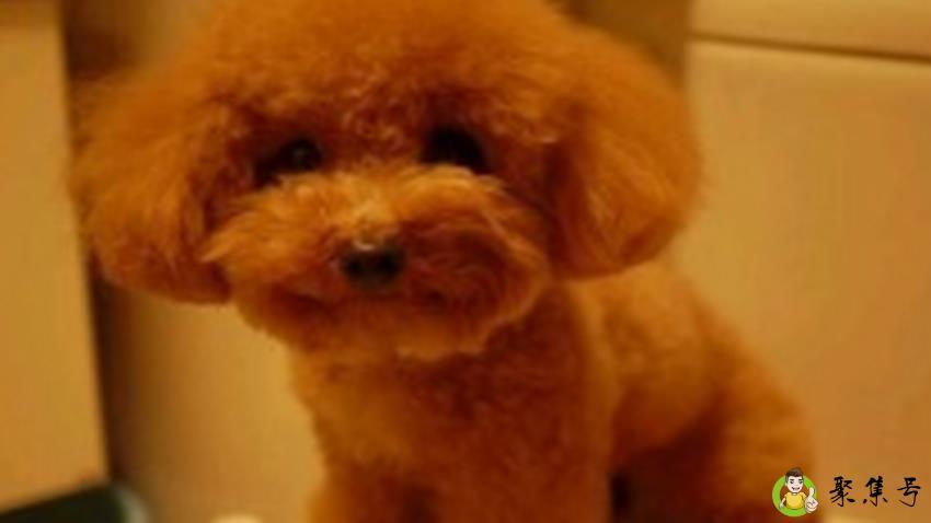 泰迪犬寿命多少年