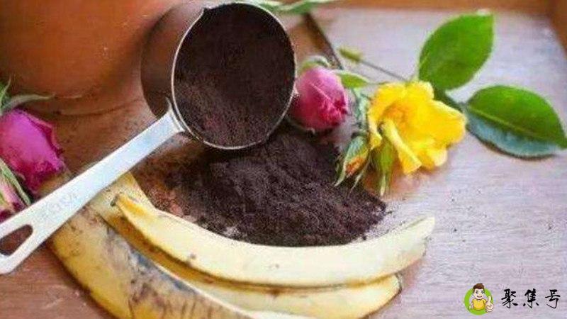 香蕉皮泡水浇花的好处