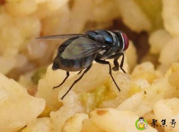 苍蝇晚上能看见东西吗