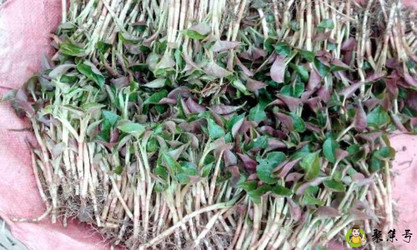 新鲜鱼腥草煮水煮多久