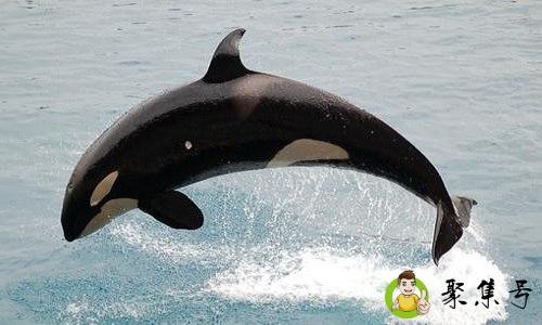 鲸爆是什么意思